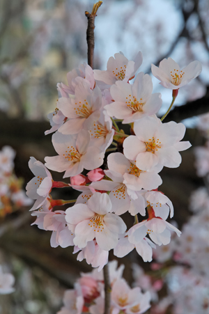 CherryBlossom_small