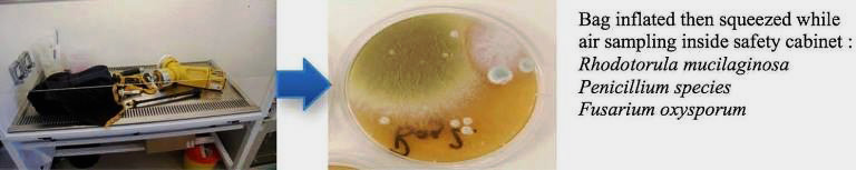 Petri dish growth of sampled air from a well-used sheepskin pipe bag.