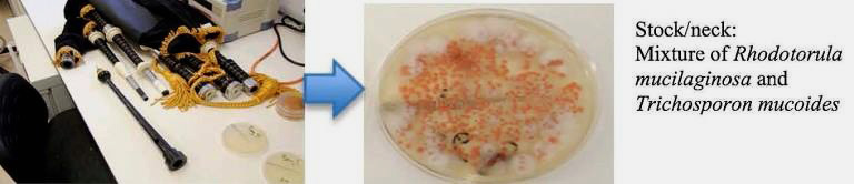 Cultures grown from swabs taken from the neck of a sheepskin pipe bag.